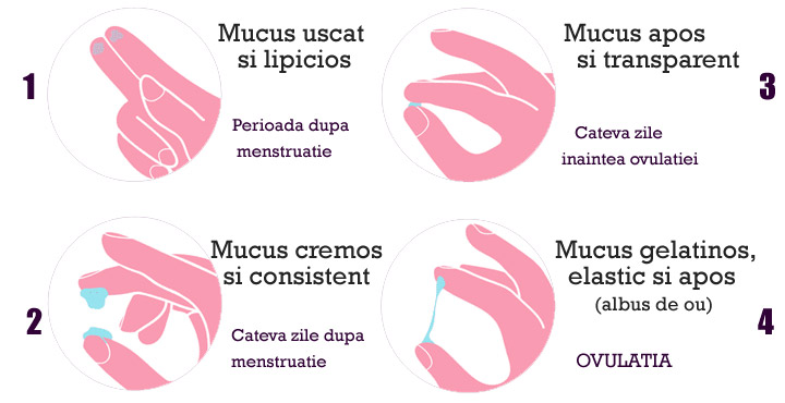 Mucusul cervical – cum determini perioada fertila
