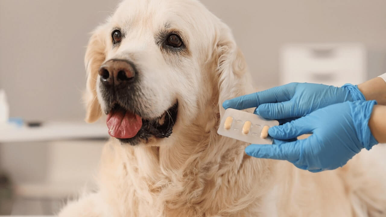 Combate paraziții câinelui și pisicii de acasă, în mod eficient!