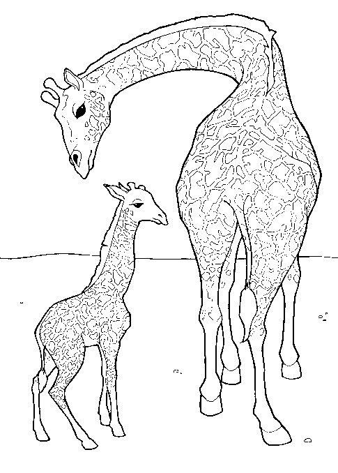 Pui de girafa si mama lui
