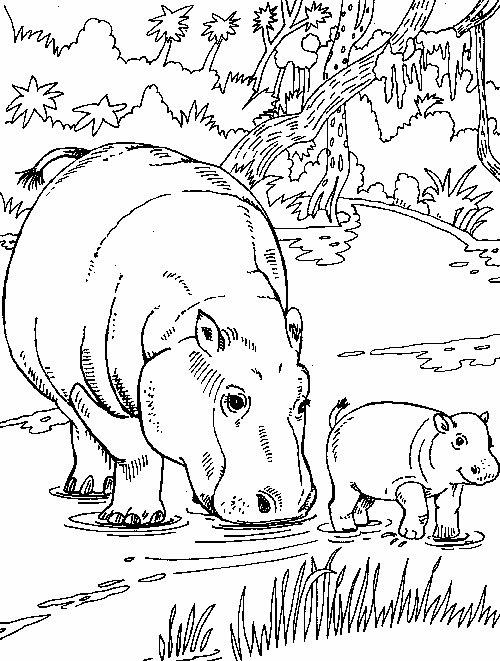 Planse de colorat cu Hipopotami